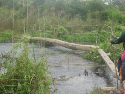 Nature Walk 2 - Log Bridge