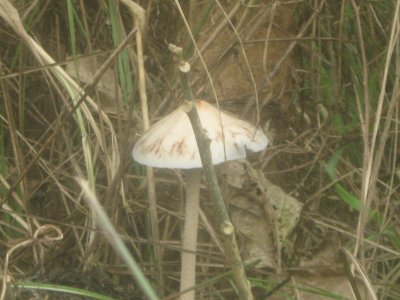 Nature Walk 3 - Mushrooms