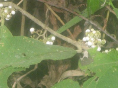Nature Walk 4 - Natural Epicac
