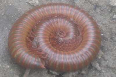 Nature Walk 5 - Millipede.jpg
