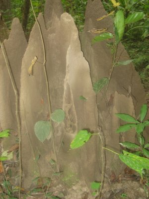 Nature Walk 6 - Termite Hill
