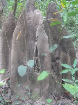 Nature Walk 7 - Termite Hill