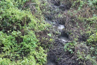 Elephant Safari 12 - Elephant Tracks