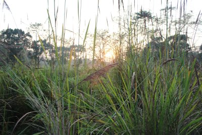 Elephant Safari 14 - Sunset