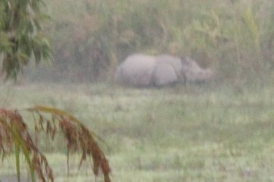 Elephant Safari 18 - Mama Rhino