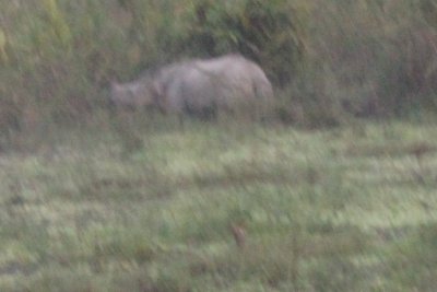 Elephant Safari 23 - Mama Rhino