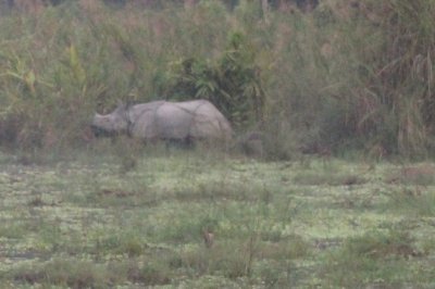Elephant Safari 25 - Mama and Baby Rhino