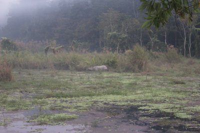 Elephant Safari 27 - Mama Rhino
