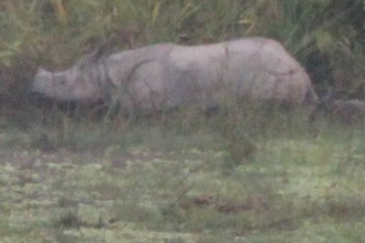 Elephant Safari 28 - Mama Rhino