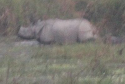 Elephant Safari 29 - Mama and Baby Rhino