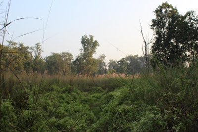 Elephant Safari 3