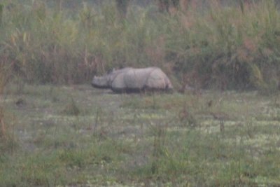 Elephant Safari 31 - Mama Rhino