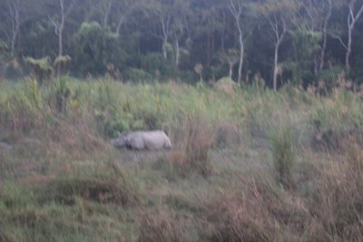 Elephant Safari 32 - Mama Rhino