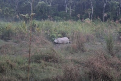 Elephant Safari 33 - Mama Rhino
