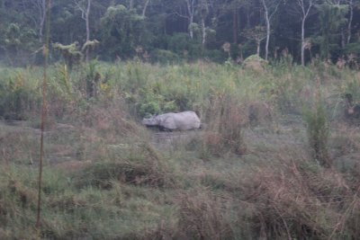 Elephant Safari 34 - Mama Rhino