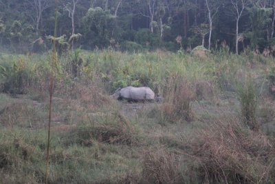 Elephant Safari 35 - Mama Rhino