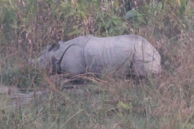 Elephant Safari 36 - Mama Rhino
