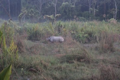 Elephant Safari 37 - Mama Rhino
