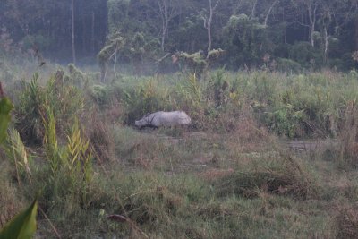Elephant Safari 38 - Mama Rhino