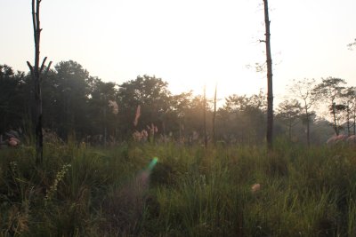 Elephant Safari 4