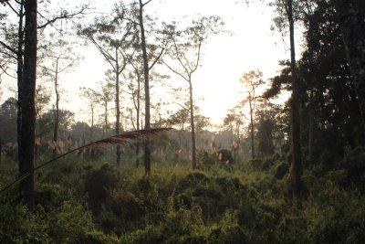 Elephant Safari 5