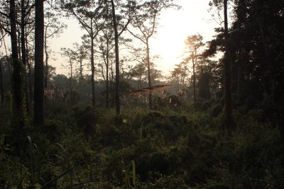 Elephant Safari 6