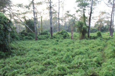 Elephant Safari 7 - Foliage
