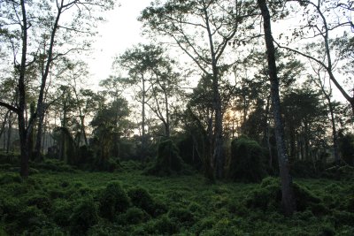 Elephant Safari 8 - Lush Canopy