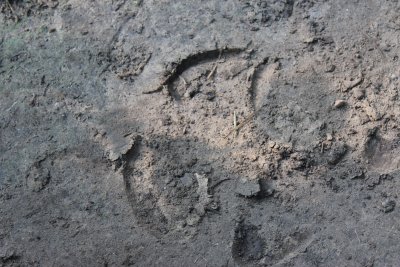 Jungle Walk 1 - Rhino Tracks