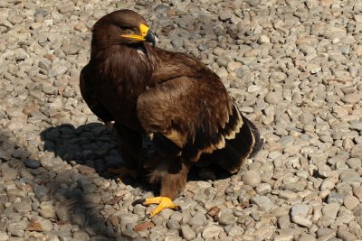 Lodge Life 10 - Eagle on the Mend