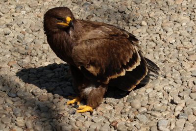 Lodge Life 12 - Eagle on the Mend