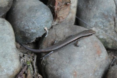 Lodge Life 15 - Gecko
