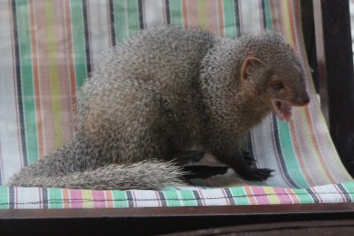 Lodge Life 2 - Mongoose Bears His Teeth