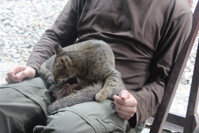 Lodge Life 3 - Mongoose and Kitty