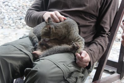 Lodge Life 4 - Mongoose and Kitty