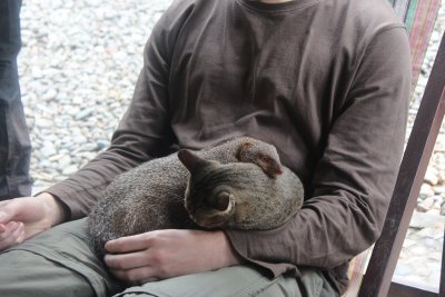 Lodge Life 6 - Mongoose and Kitty