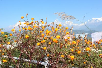 Peace Pagoda 20