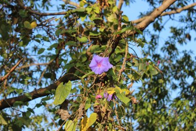 Pokhara 1 - Flora