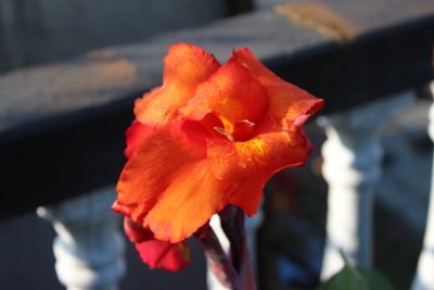 Pokhara 3 - Flora