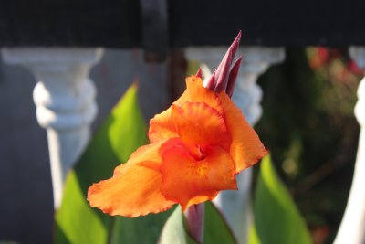 Pokhara 4 - Flora