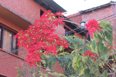 Bhaktapur 65