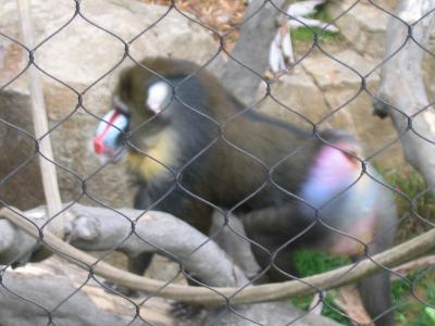 g4/14/59814/3/59543961.Apes4.jpg