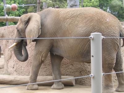 Elephant 1.jpg