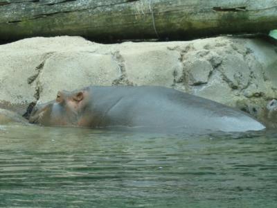 Hippo 1.jpg