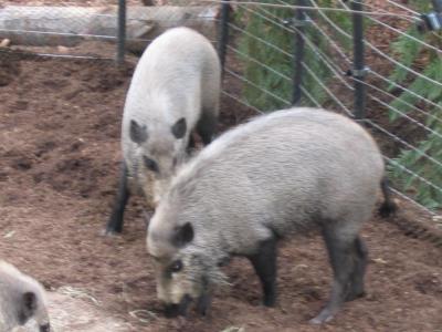 Hogs 2.jpg