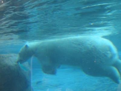 Polar Bear 5.jpg