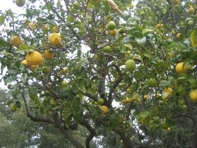 g4/14/59814/3/59544261.HearstLemonTree1.jpg