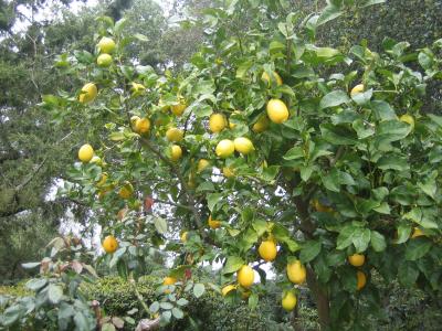 g4/14/59814/3/59544262.HearstLemonTree2.jpg