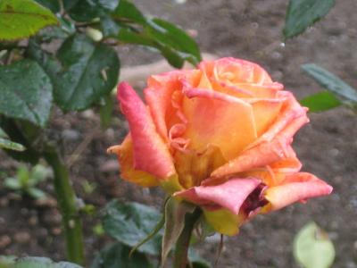 Hearst - Rose.jpg