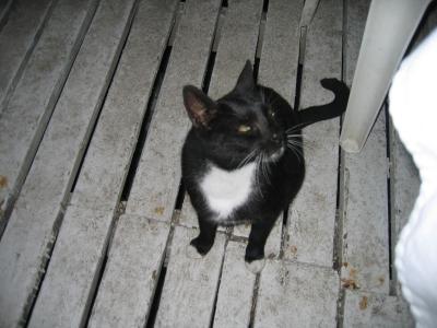 St. Croix - Bogeys Cat.jpg